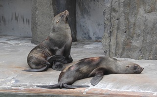 Praca w zoo